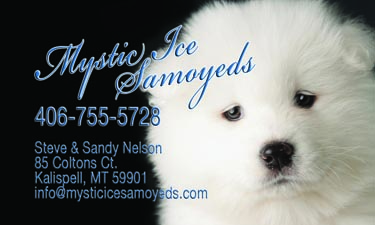 Business card for Mystic Ice Samoyeds