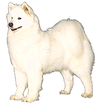 image of Samoyed